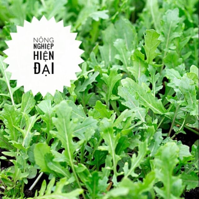 Hạt Giống Rau Thơm Wild Rocket