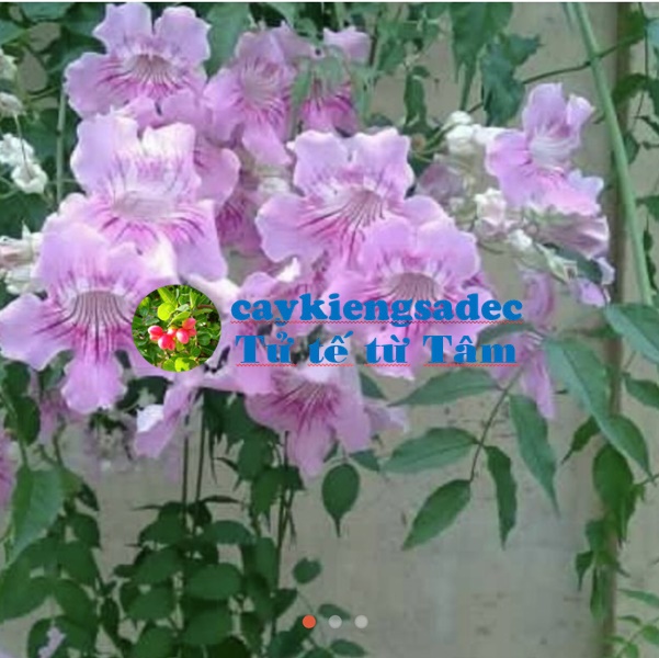 caykiengsadec - Cây hoa Hồng thiên hương + tặng phân bón cho cây mau lớn - hoa kiểng lá - trang trí nội thất cảnh quan sân vườn ngoài trời