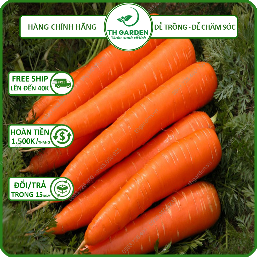 Hạt giống cà rốt kuroda th garden - hạt giống cao sản f1 dễ trồng dễ chăm sóc năng suất cao