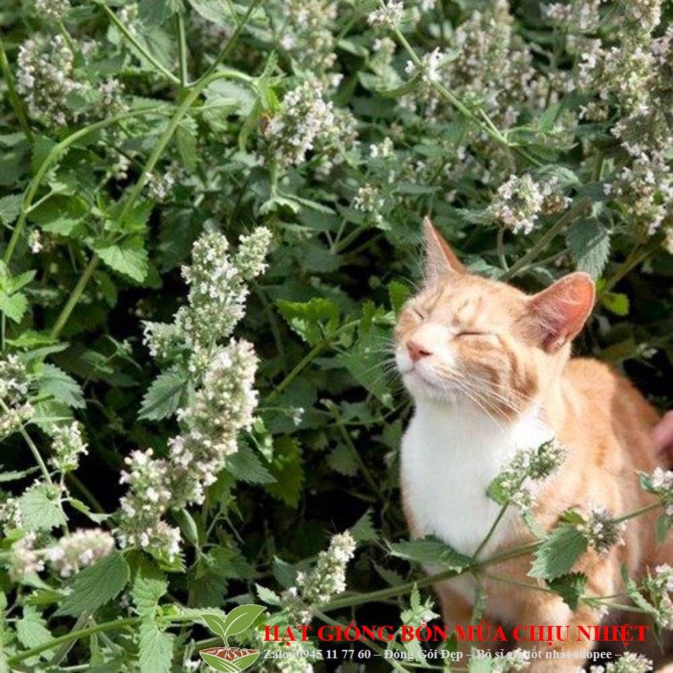 MJ188 Gói 50h Hạt Giống Cỏ Mèo/ Bạc Hà Mèo Catnip
