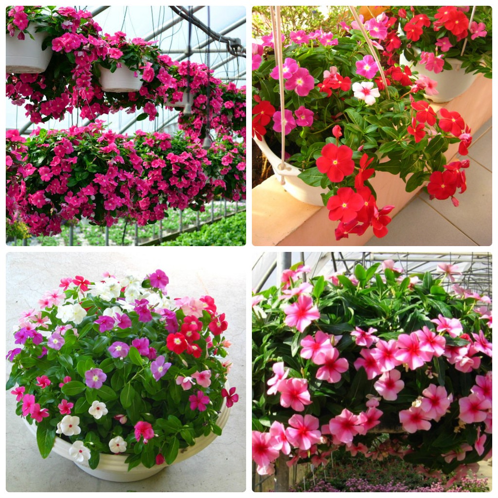 hạt giống  hoa dừa cạn rủ gói 50 hạt mua từ 50k tặng 2 sản phẩm