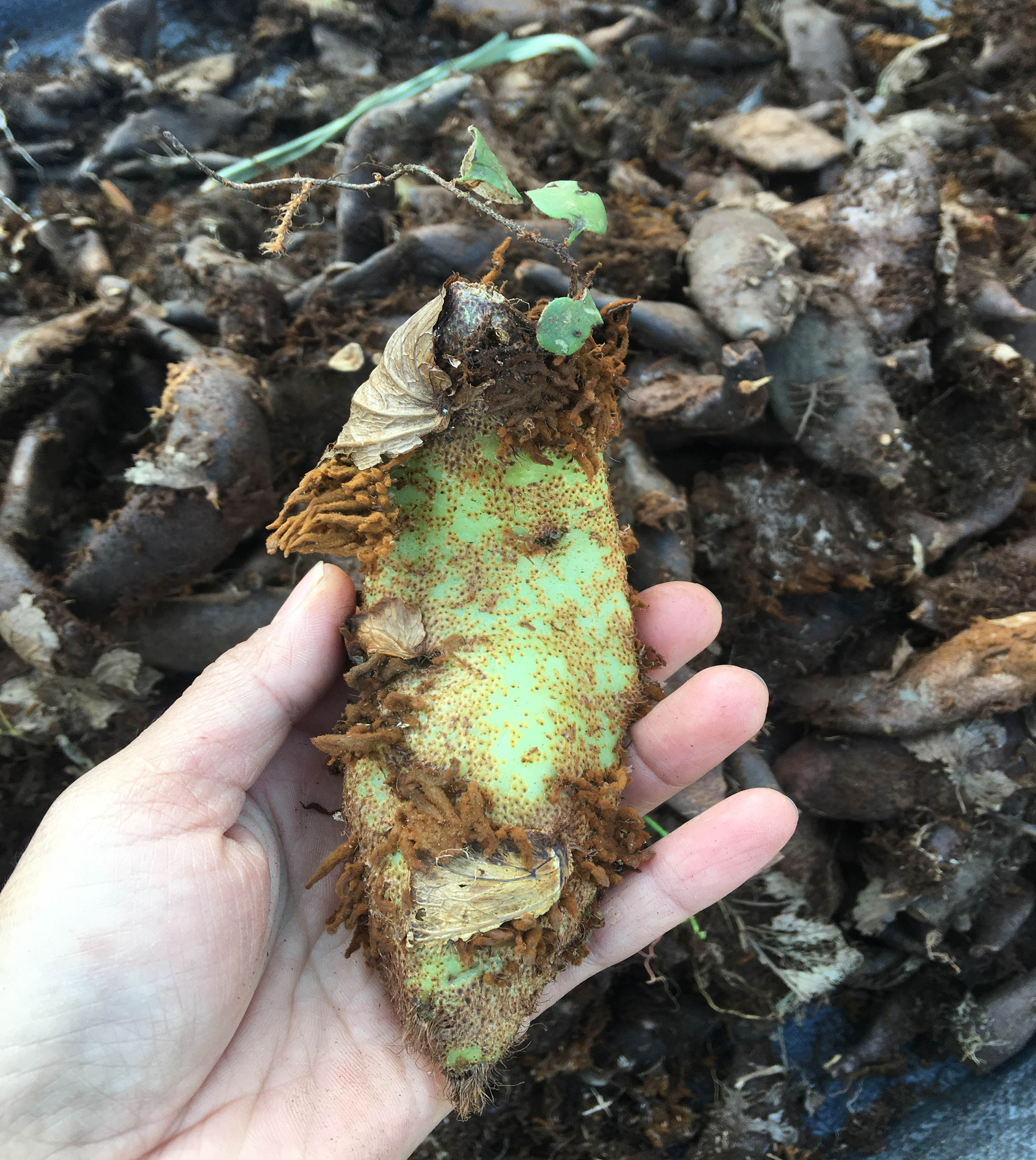 Tắc Kè Đá-Cốt Toái Bổ 2kg