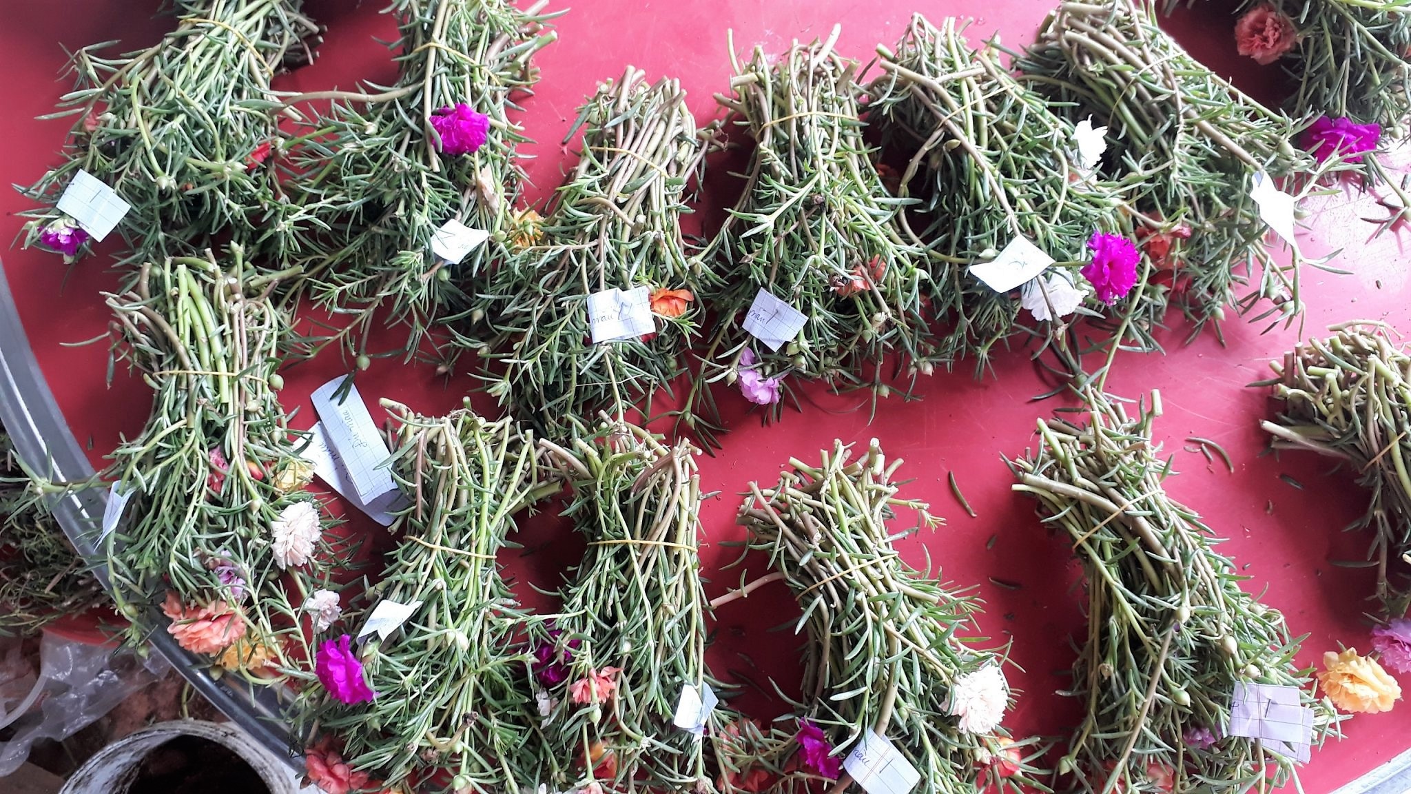 Hoa mười giờ Thái. Giá rẽ chỉ #24.9k, 1 bó 50 cây. Có 15 màu riêng để chọn: 1.Đỏ/2.Vàng/3.Trắng/4.Tím/5.Nghệ/ 6.Hồng/7.Da/8.Cam/9.HồngViền/10.TímViền/ 11.CamĐất/12.TrắngViền(đơn)/13.TímViền(đơn)/14.VàngChanh/15.TrắngViền