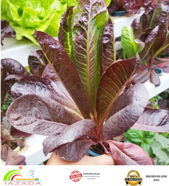 [HCM]Hạt Giống Xà lách Red Romaine -gói 2gram