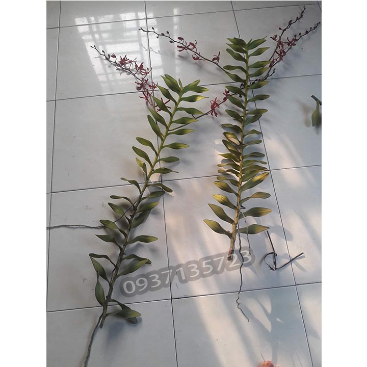 [HCM]CÂY LAN PHƯỢNG VĨ ĐỎ - CÂY CÓ 1 VÒI HOA