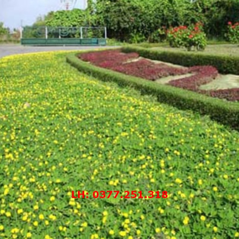 Hạt giống cỏ lạc dại gói 200 hạt - cỏ thảm cảnh, trang trí sân vườn, cảnh quan