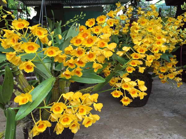 Hoa Lan Rừng Thủy Tiên