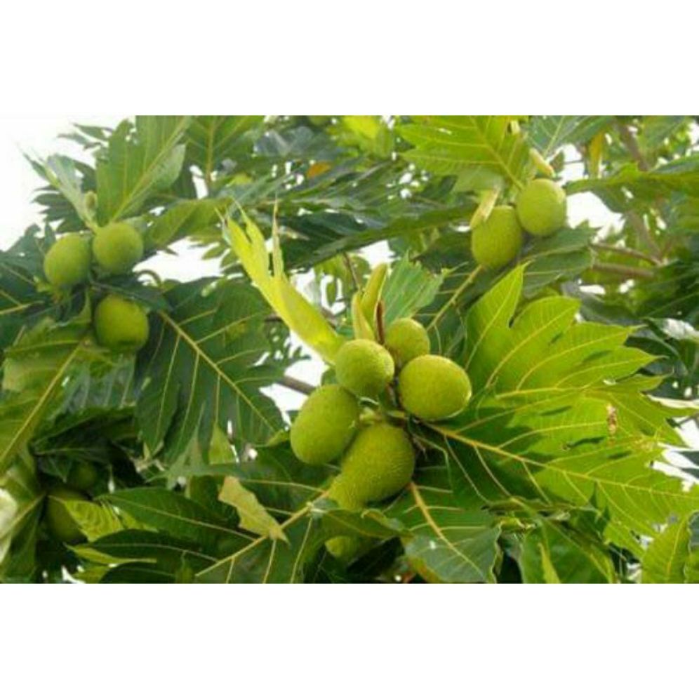 Cây giống sake