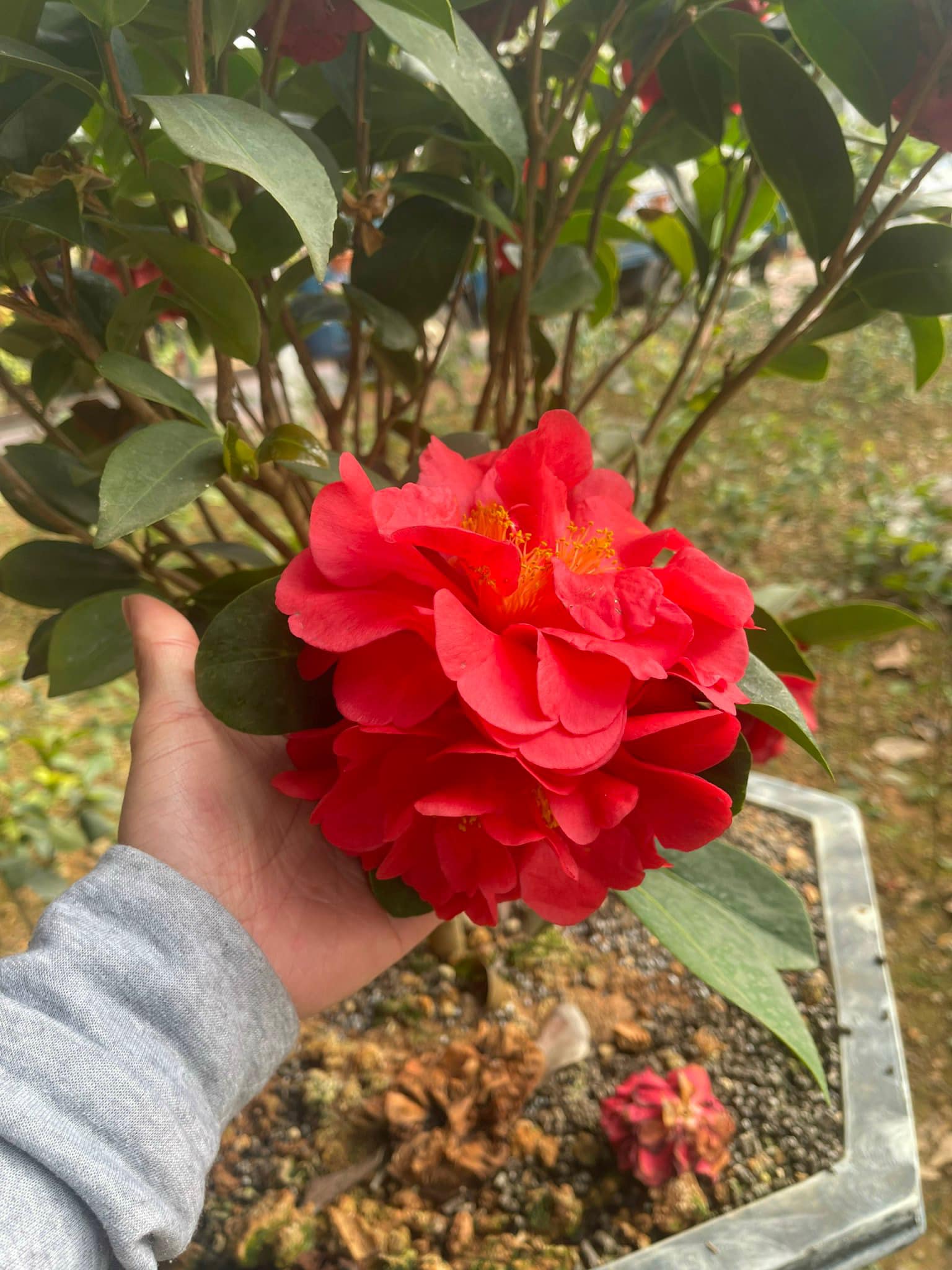 Cây giống hoa trà my " tứ quý " đỏ kép, cây giống size lớn cực đẹp