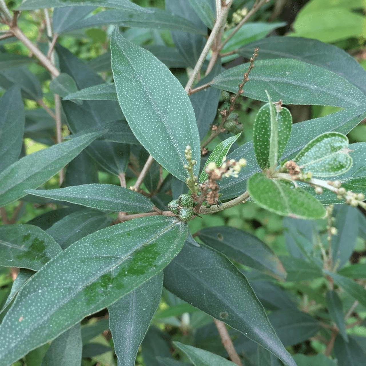 Khổ sâm cho lá chuẩn hàng