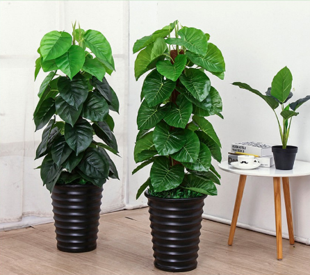 Cây Trầu Bà Giả Kèm Chậu