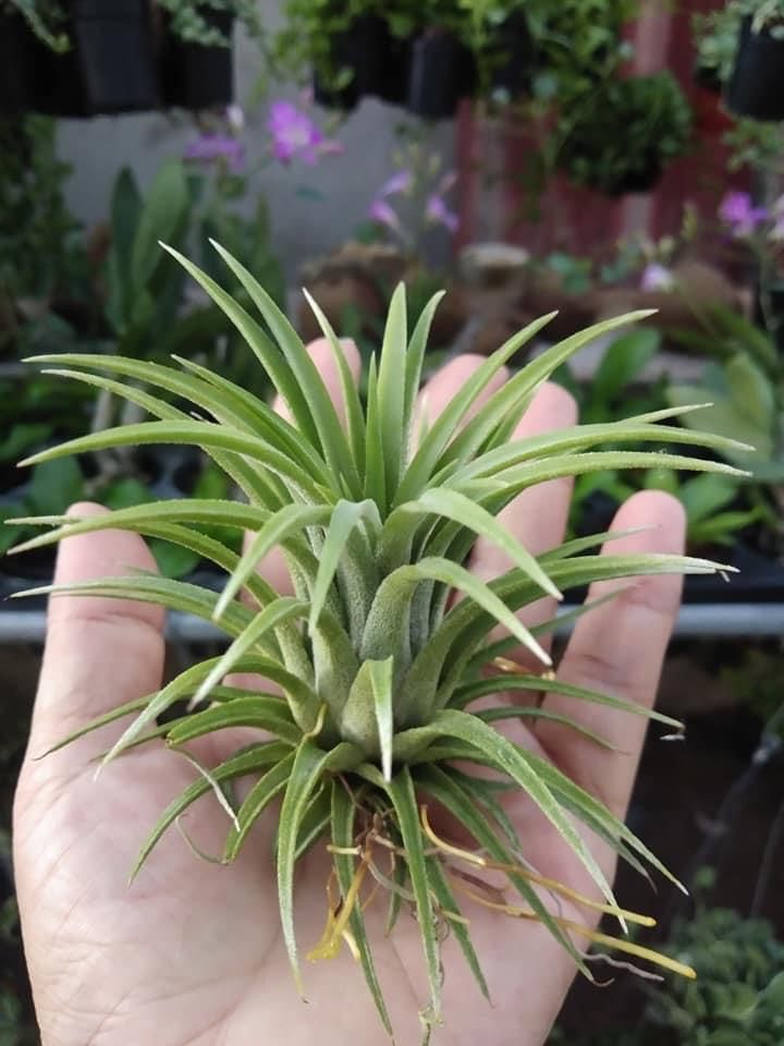 Cây không khí thạch thảo (size lớn)