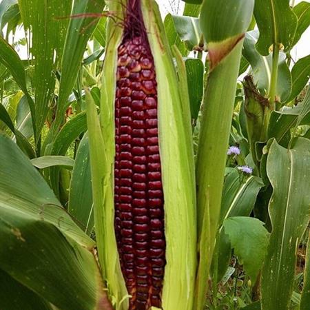 [HCM]Gói 50 hạt giống bắp ngọt Tím Nữ Hoàng Đỏ - giống bắp ngọt ăn sống nhiều dinh dưỡng