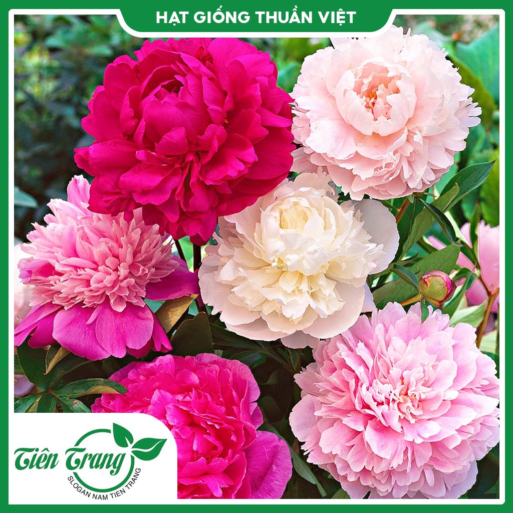 Hạt giống Mẫu Đơn nhiều màu TN