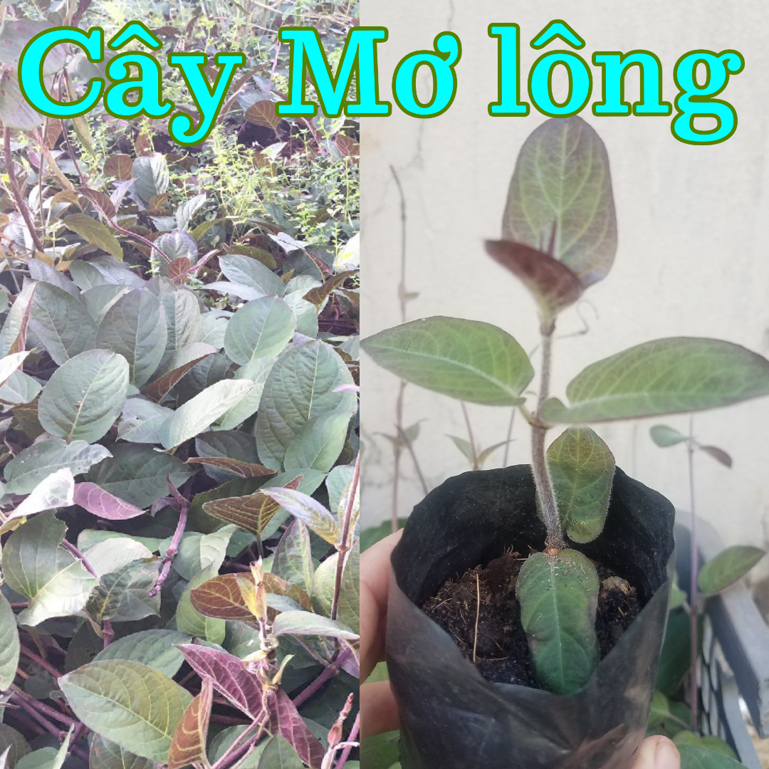 Cây mơ lông