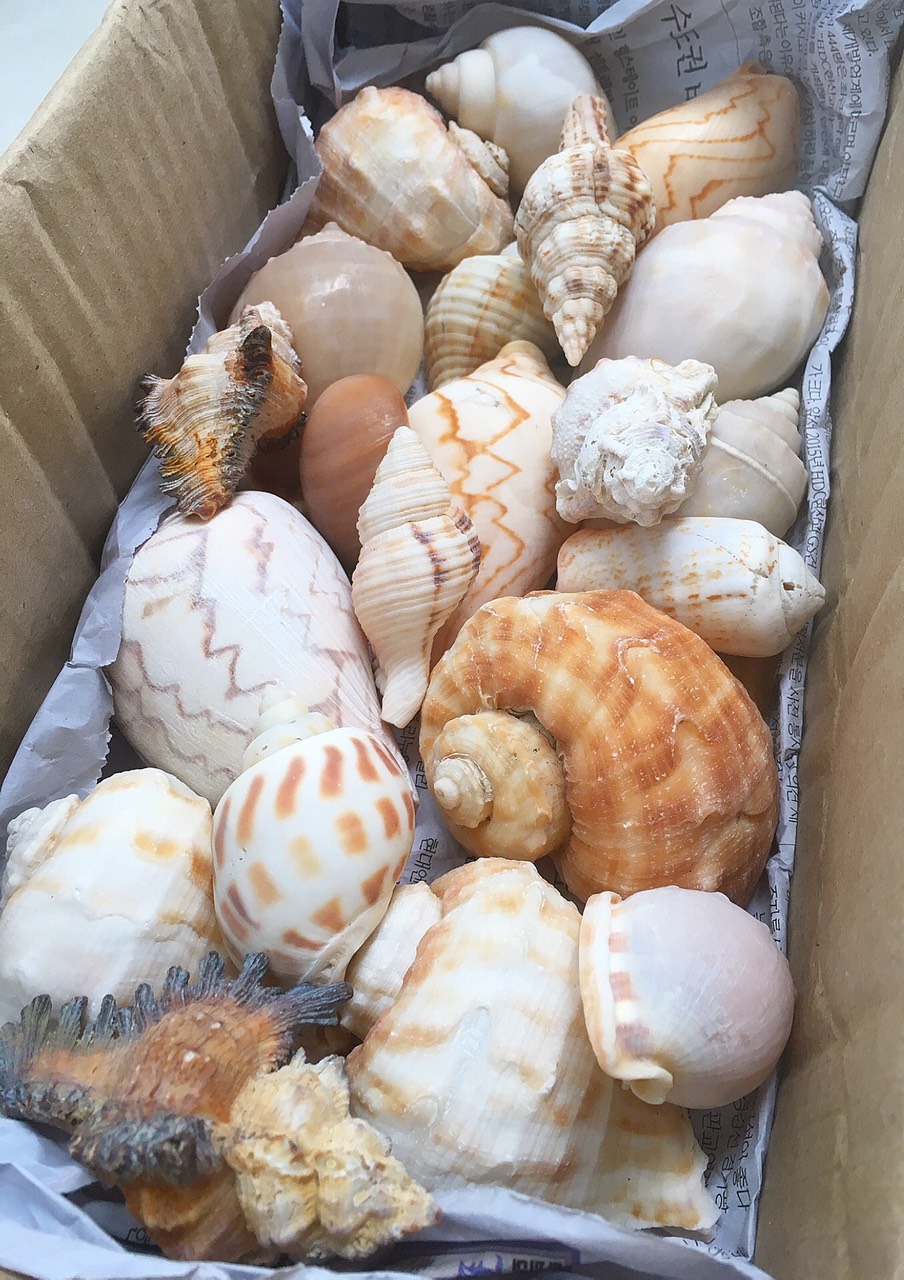 VỎ ỐC BIỂN TỰ NHIÊN 90K 0.5kg