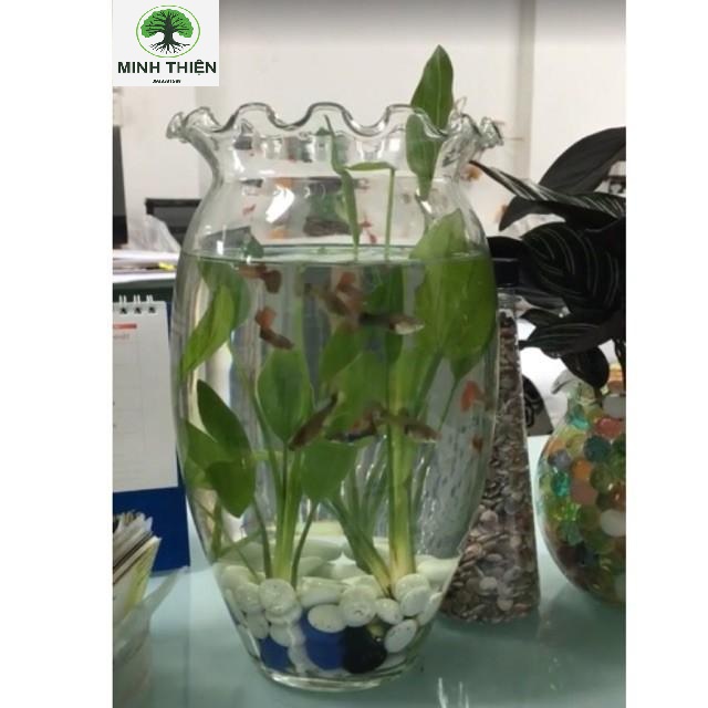 [HCM]Bình Hoa Thủy Tinh Miệng Bèo 15cm x 27cm - DB02