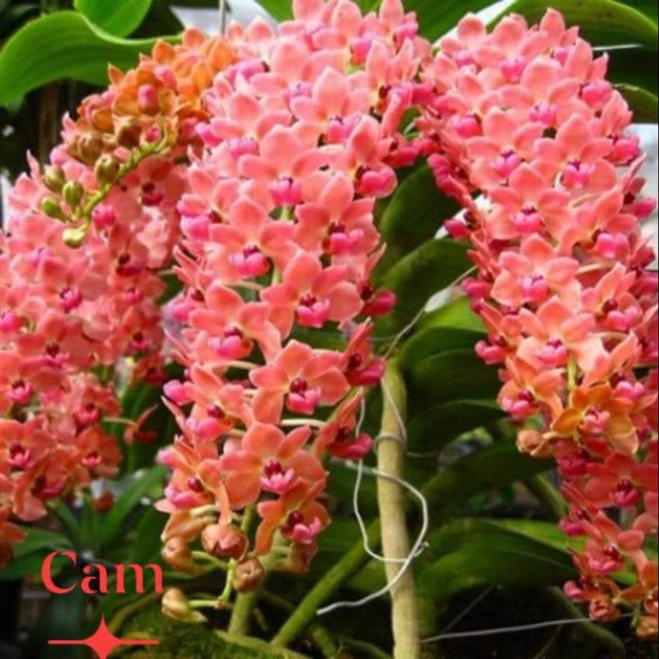 Lan đai châu Thái cực đẹp giá vườn màu Cam