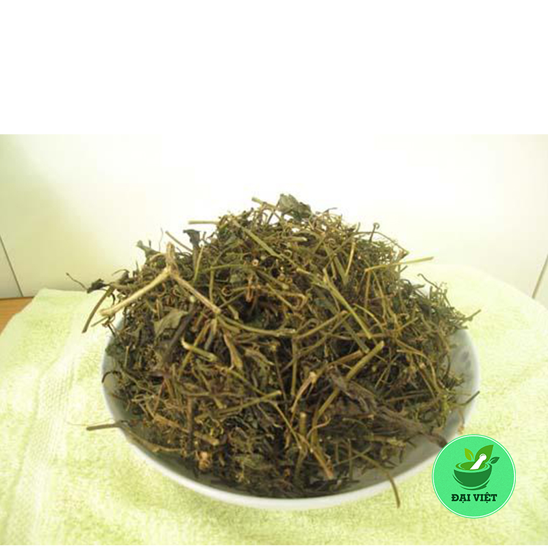 Giảo cổ lam sapa - dv037