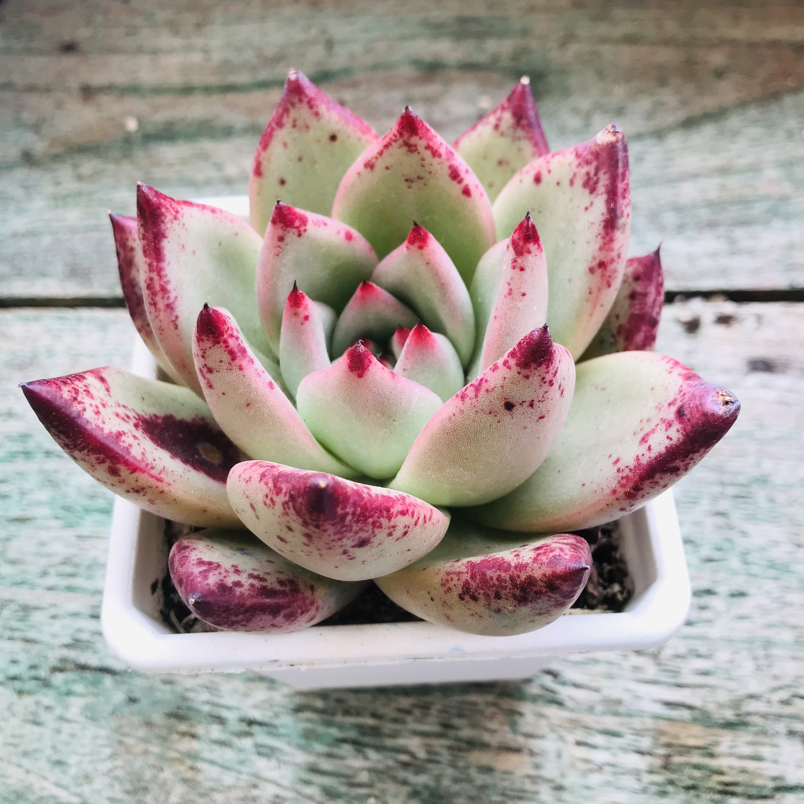 Sen đá Đế vương hồng nhám size 8-9cm