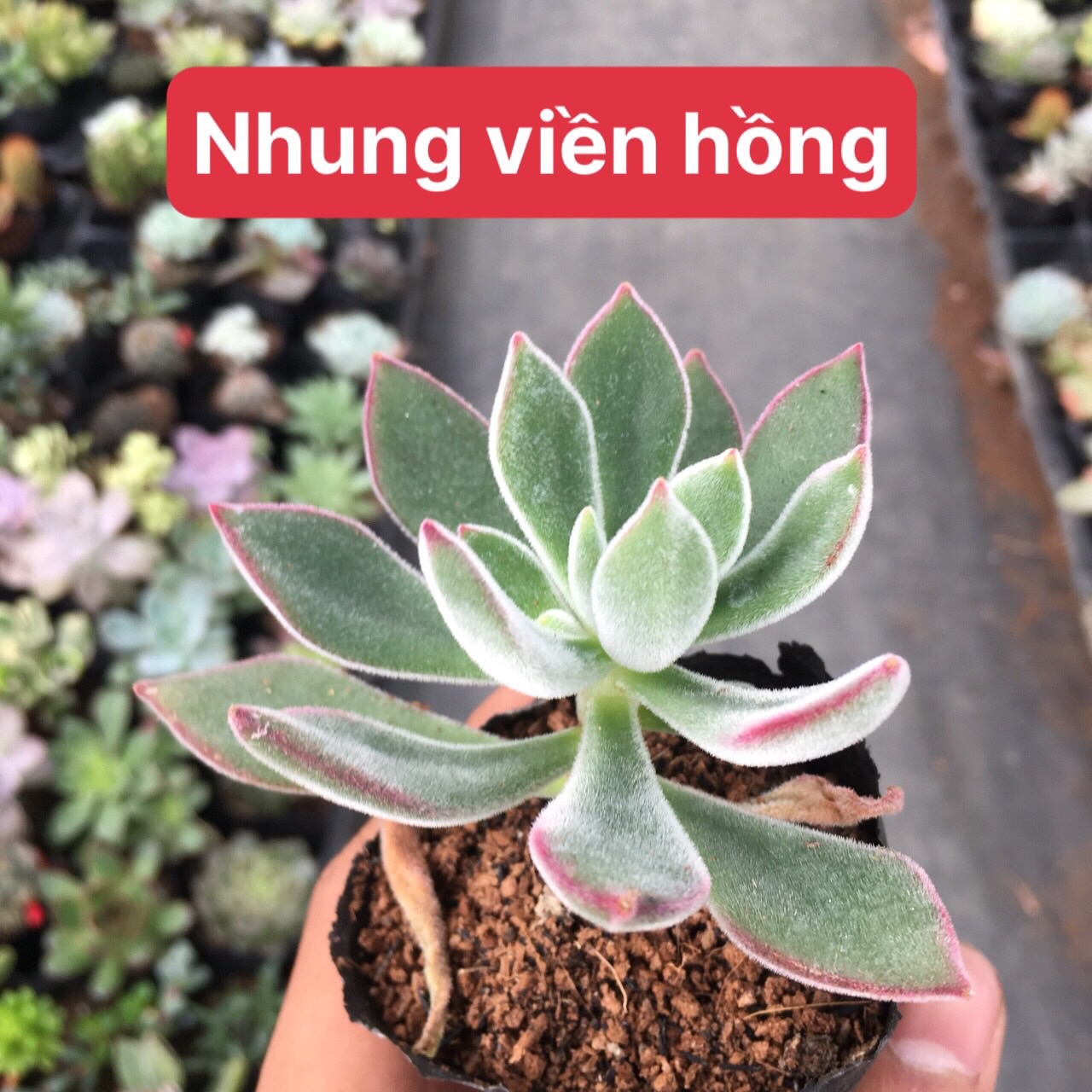 Sen đá nhung viền hồng