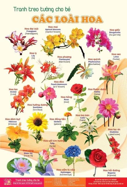 Bộ tranh treo tường bách khoa toàn thư cho bé phát triển trí thông minh