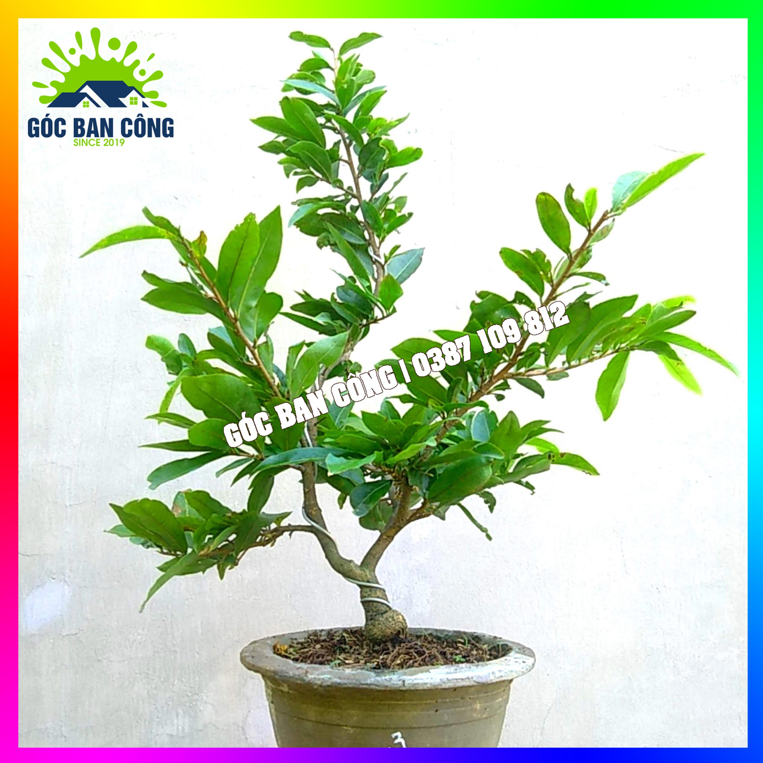 Mai Tết Siêu Nụ Gốc Quái Dáng Bonsai Mini Ghép Giảo Thủ Đức - SN03