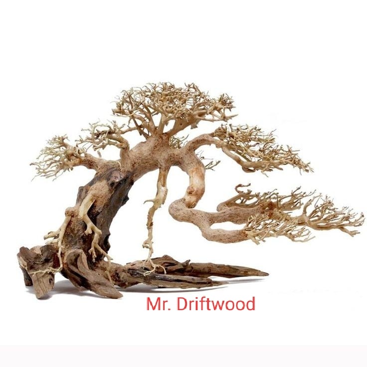 Lũa bonsai dáng đổ cho hồ cá thủy sinh 60cm