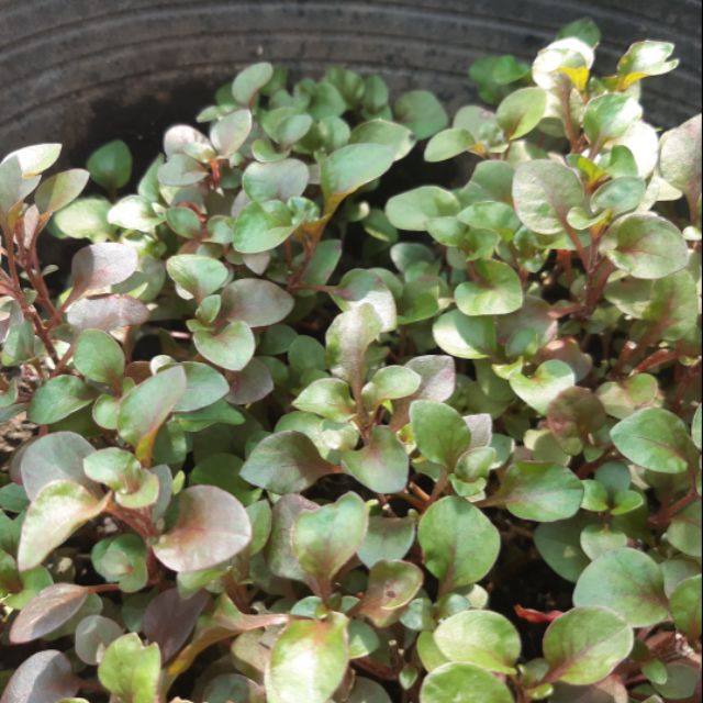 Xà Lách Xoong Nhật - Chậu Rau rau dền Nhật  Rau dễ trồng dễ sinh trưởng ưa ẩm.Chỉ cần giâm cọng già là sẽ lên cây mới Thích hợp trồng sân thượng và ban công Công