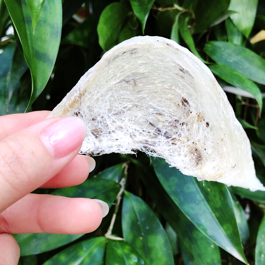 Yến sào thô tổ đẹp 50gr y hình 🎁 đồ chưng
