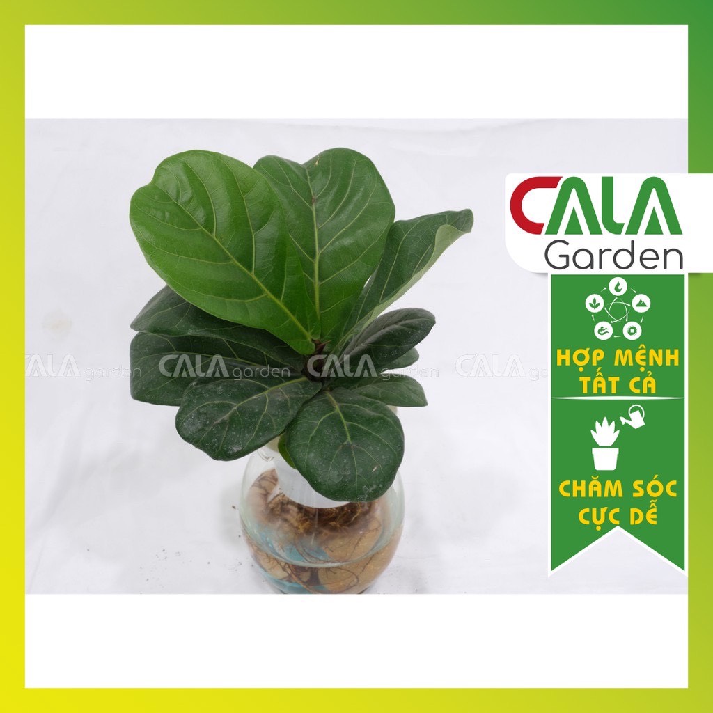 Cây bàng sing thuỷ sinh - cây bàng sing để bàn tặng kèm chậu thuỷ tinh