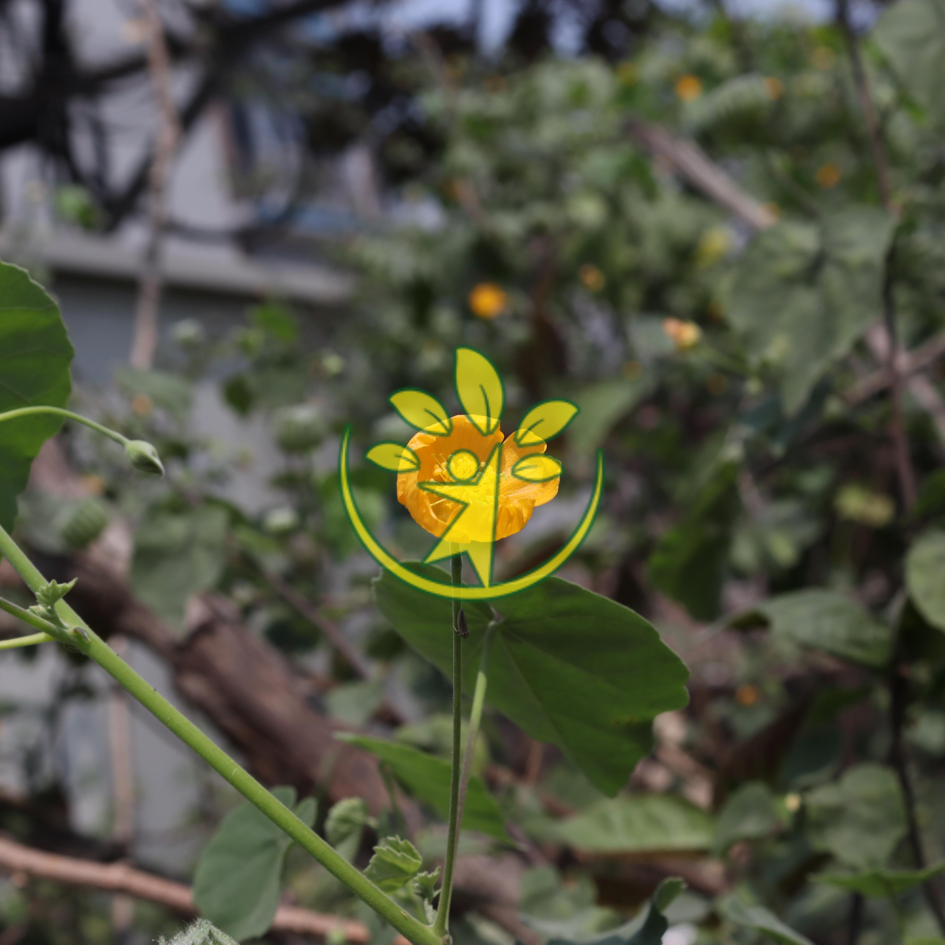 Cây giống cối xay chuẩn hàng, khỏe mạnh, đủ tiêu chuẩn xuất vườn