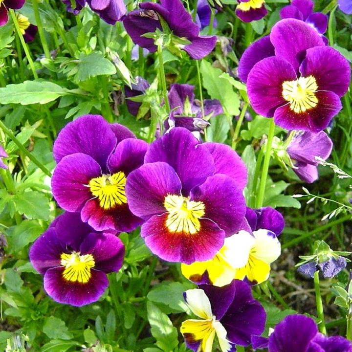 Hạt giống hoa Păng xê hỗn hợp 0.5g (Hoa Tử La Lan)