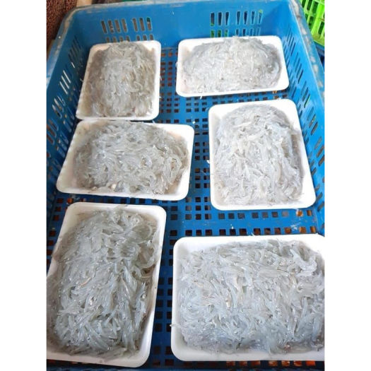CÁ CƠM MỜM SỮA - khay 500gr net 9 (giao tphcm)