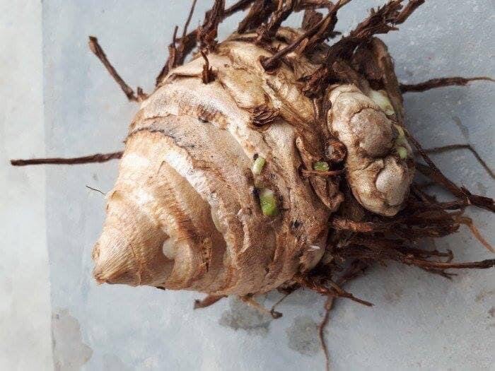 Nghệ độc thân củ tươi hiệu quả cho đau dạ dày, gói 1kg , nhà tự trồng