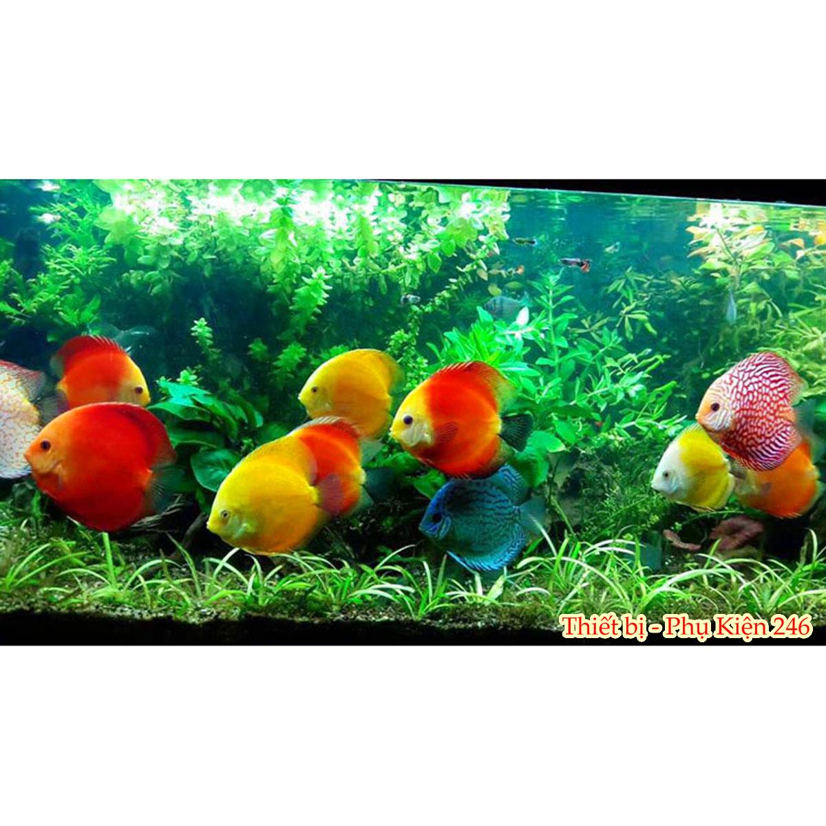 Thức ăn cho cá dĩa khỏe đẹp Discus