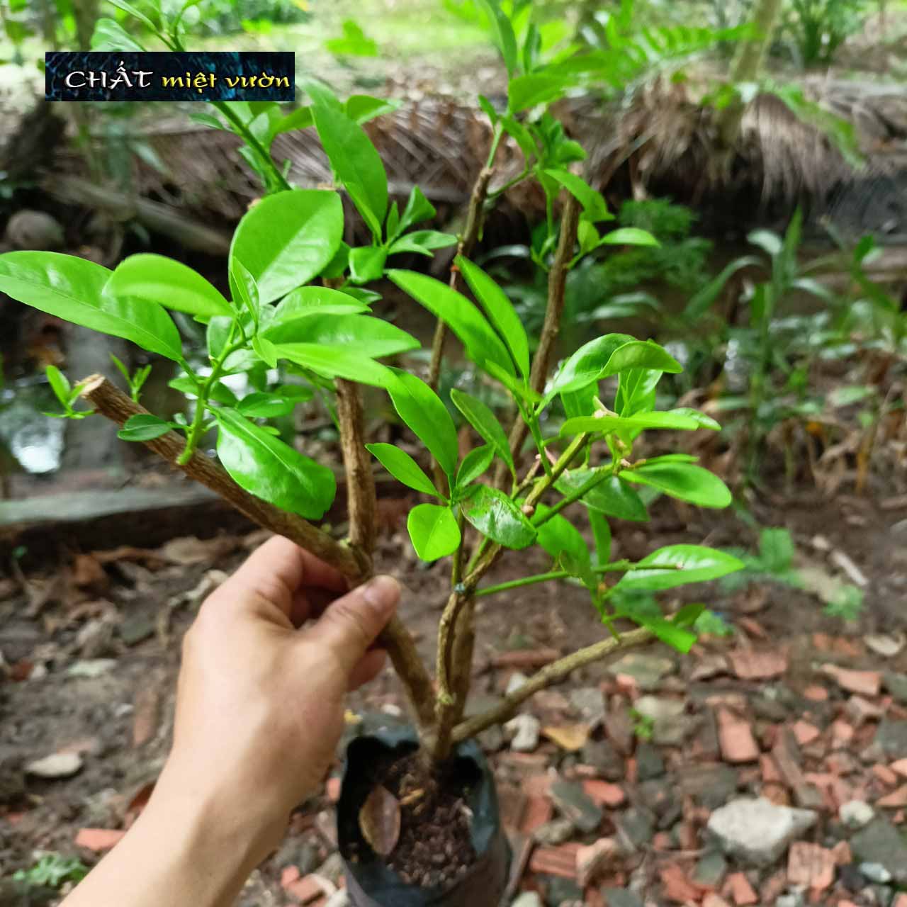 Cây giống Tắc Bánh Xe bầu chiết cành - tắc giống mới trái siêu to