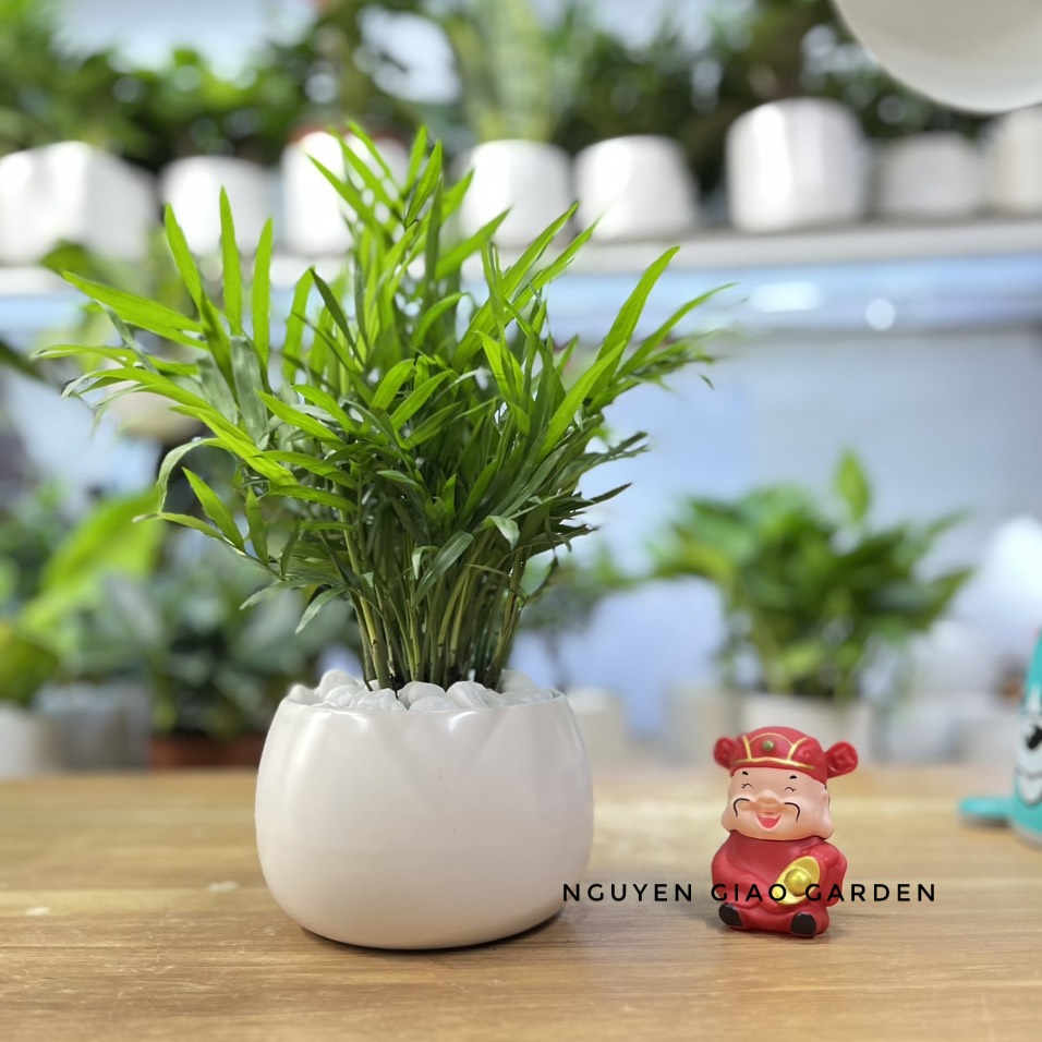Cây cau tiểu trâm chậu sứ tròn, lọc không khí, dễ chăm sóc