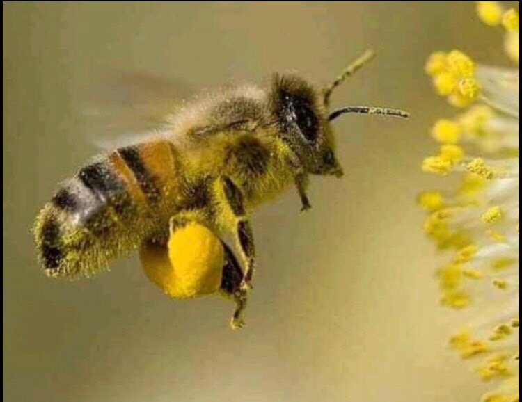 (đặc sản núi rừng) mật ong hoa cà phê bá lộc nguyên chất - mật ong thiên nhiên từ rừng cà phê tây nguyên 1