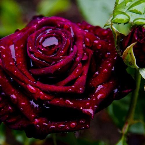 Hạt Giống Hoa Hồng Nhung Tím. Túi 10 Hạt Giá Ưu Đãi.