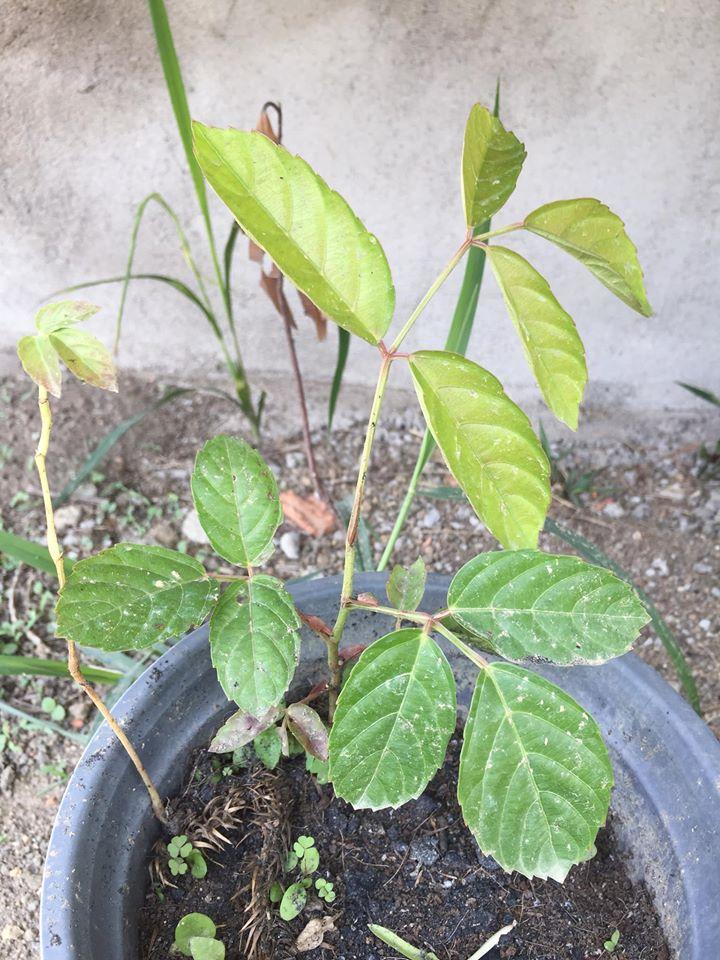 Cây giống gối hạc  - Cây trong bầu đất