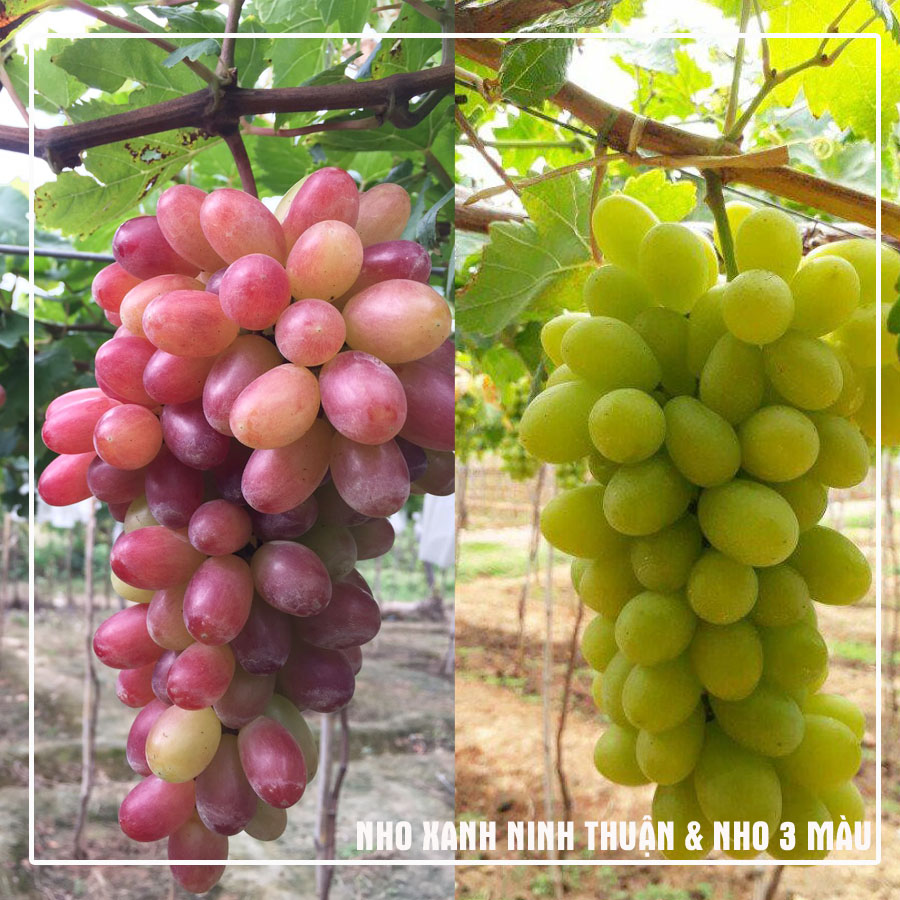 1 cây nho xanh ninh thuận và 1 cây nho ba màu ninh thuận, dễ trồng, hướng dẫn trồng ra trái 100%