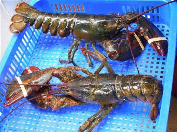 [HCM]HCM -Tôm Hùm Alaska sống size 1 ký trở lên - Giao Nhanh