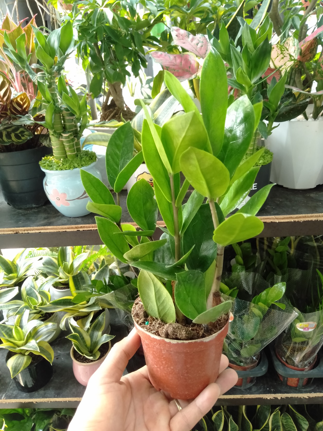 Cây kim tiền mini để bàn chậu nhựa (cây kim phát tài)