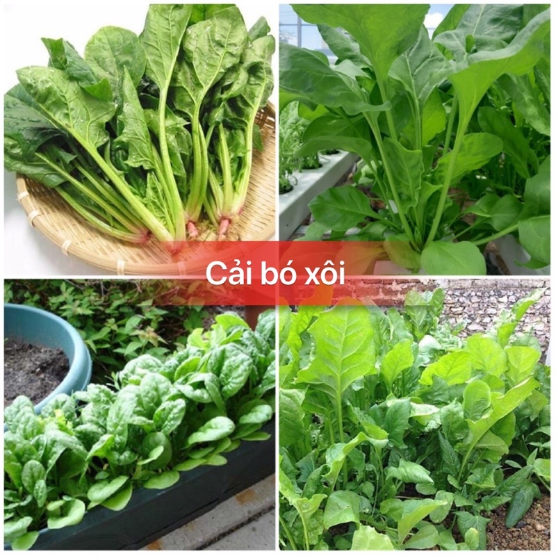 Hạt giống rau bó xôi xanh ,rau chân vịt- gói 20gram