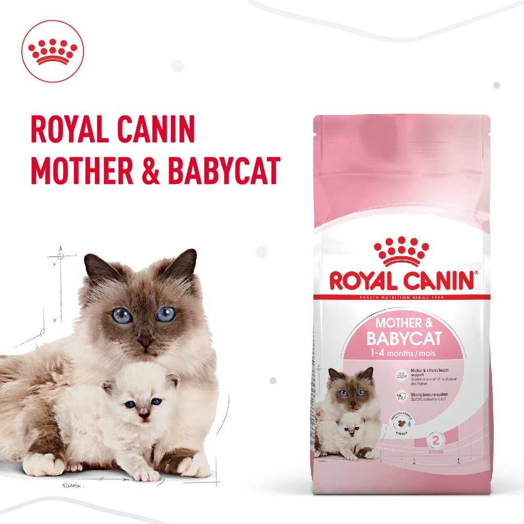 thức ăn hạt mèo Royal canin mother and baby cat 400gr và 2kg mèo mẹ và mèo con dưới 4 tháng tuổi - T3 PETS SHOP