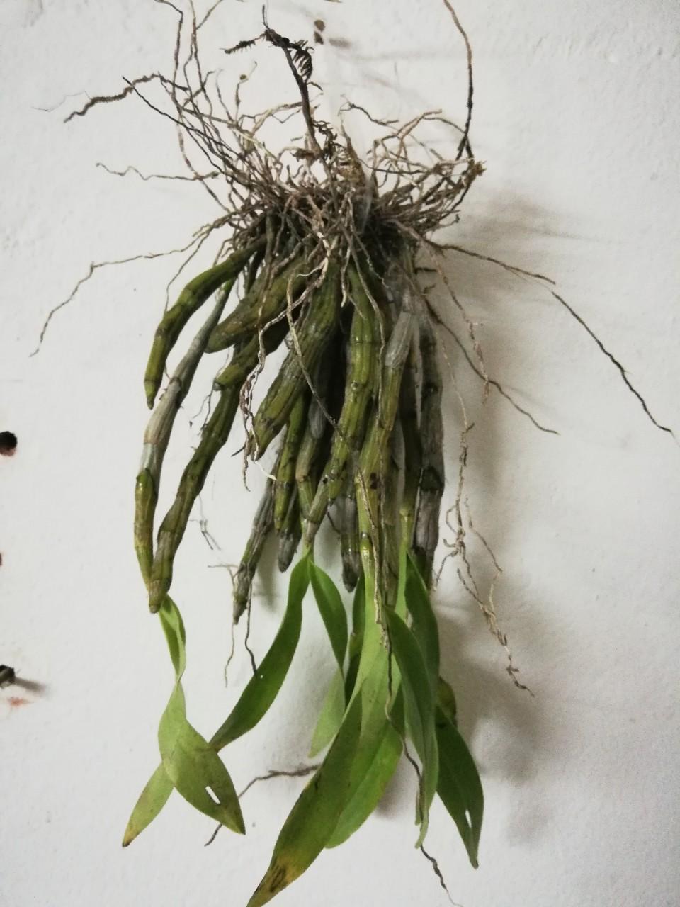 Combo 5 loại hoa lan rừng dễ trồng : Tam bảo sắc , kim điệp , long tu, Kiều vàng , hạc vỹ