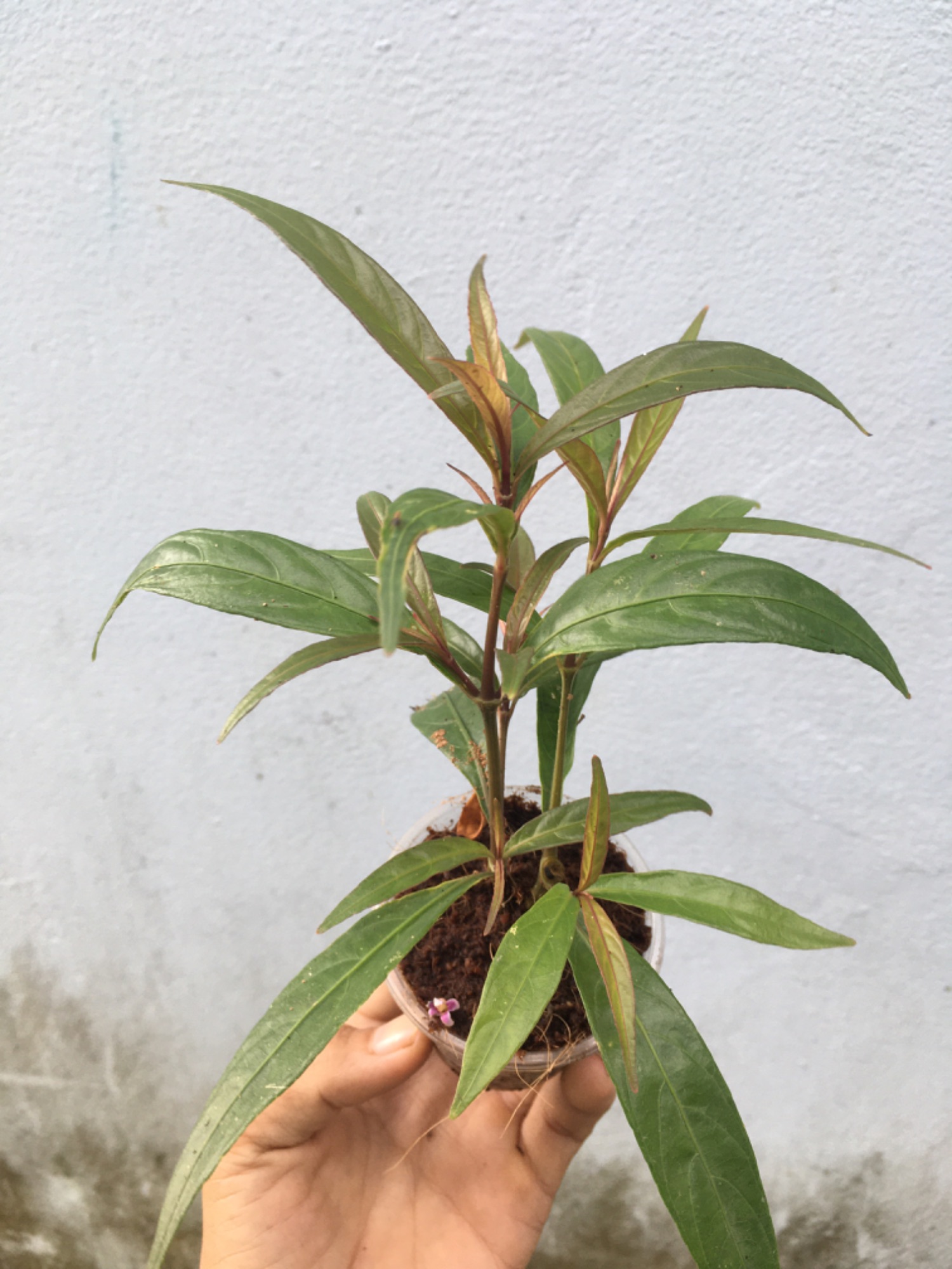 1 cây hoàn ngọc đỏ  hỗ trợ chữa và phòng ngừa tiêu chảy, rất tốt cho hệ tiêu hoá cho người và các loại vật nuôi như thỏ /dê /bò /cá /heo