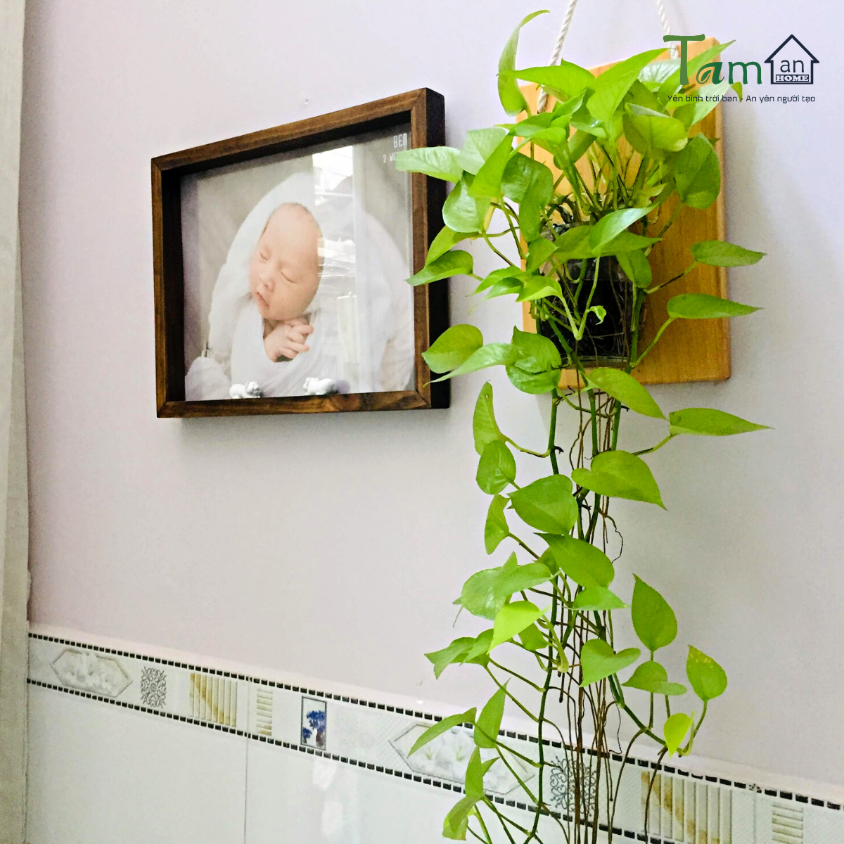 Bảng gỗ treo chậu cây lọ hoa thủy tinh 600ml, trang trí nhà TAMAN HOME, khung gỗ decor treo tường, không cần khoan tường - SPKIKE DAY SALE 1/12/2023
