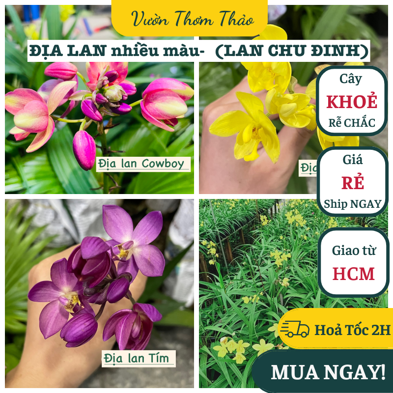 CHẬU GIỐNG HOA LAN CHU ĐỈNH (ĐỊA LAN), Có 3 màu lựa chọn ,(cao 20cm), cây giống hoa KHOẺ trồng chậu nhựa, thuần khí hậu hoa quanh năm, Vườn Thơm Thảo